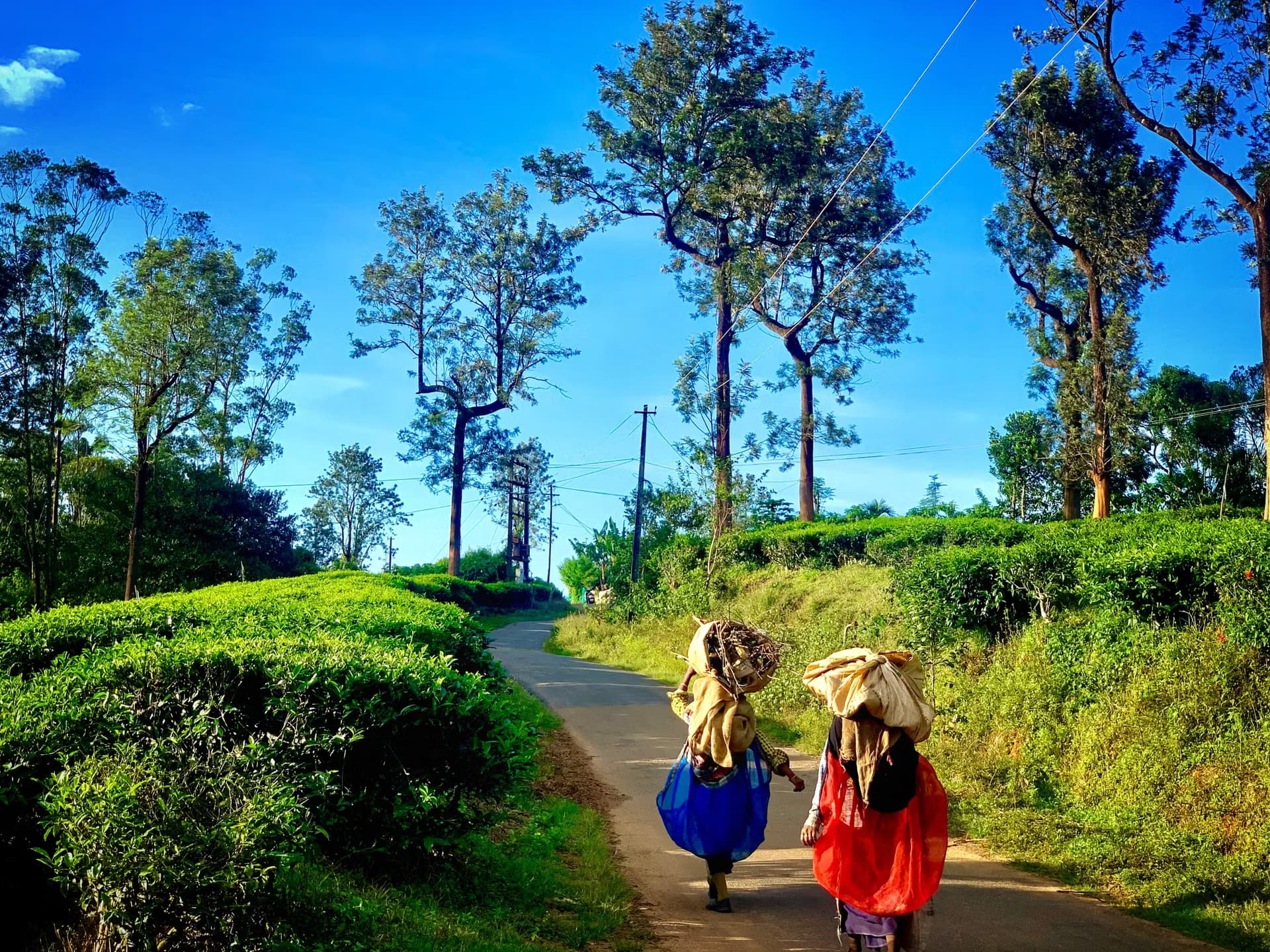 South India — photo 4