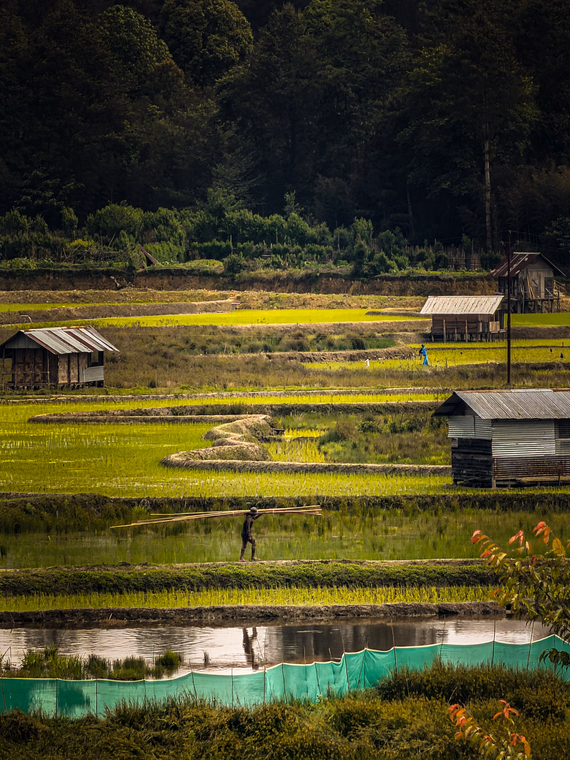 Ziro Festival of Music 2026 - Homestay Edition