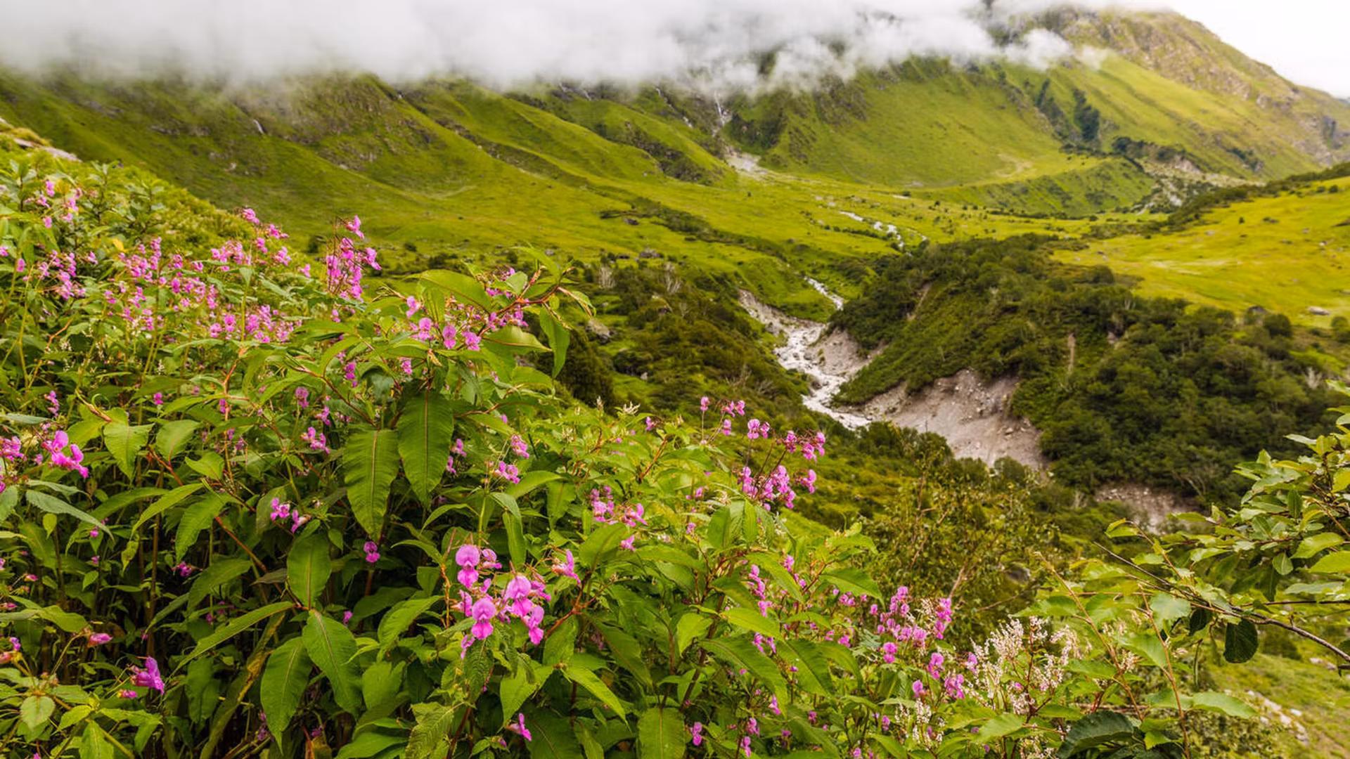Valley of Flowers — photo 5